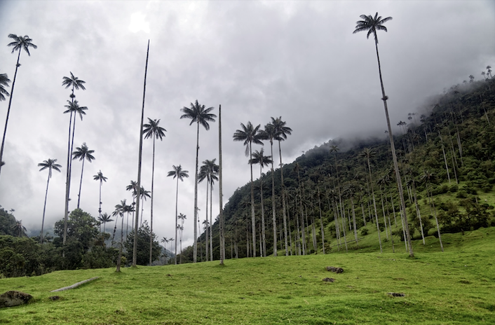 tour por el valle del cocora